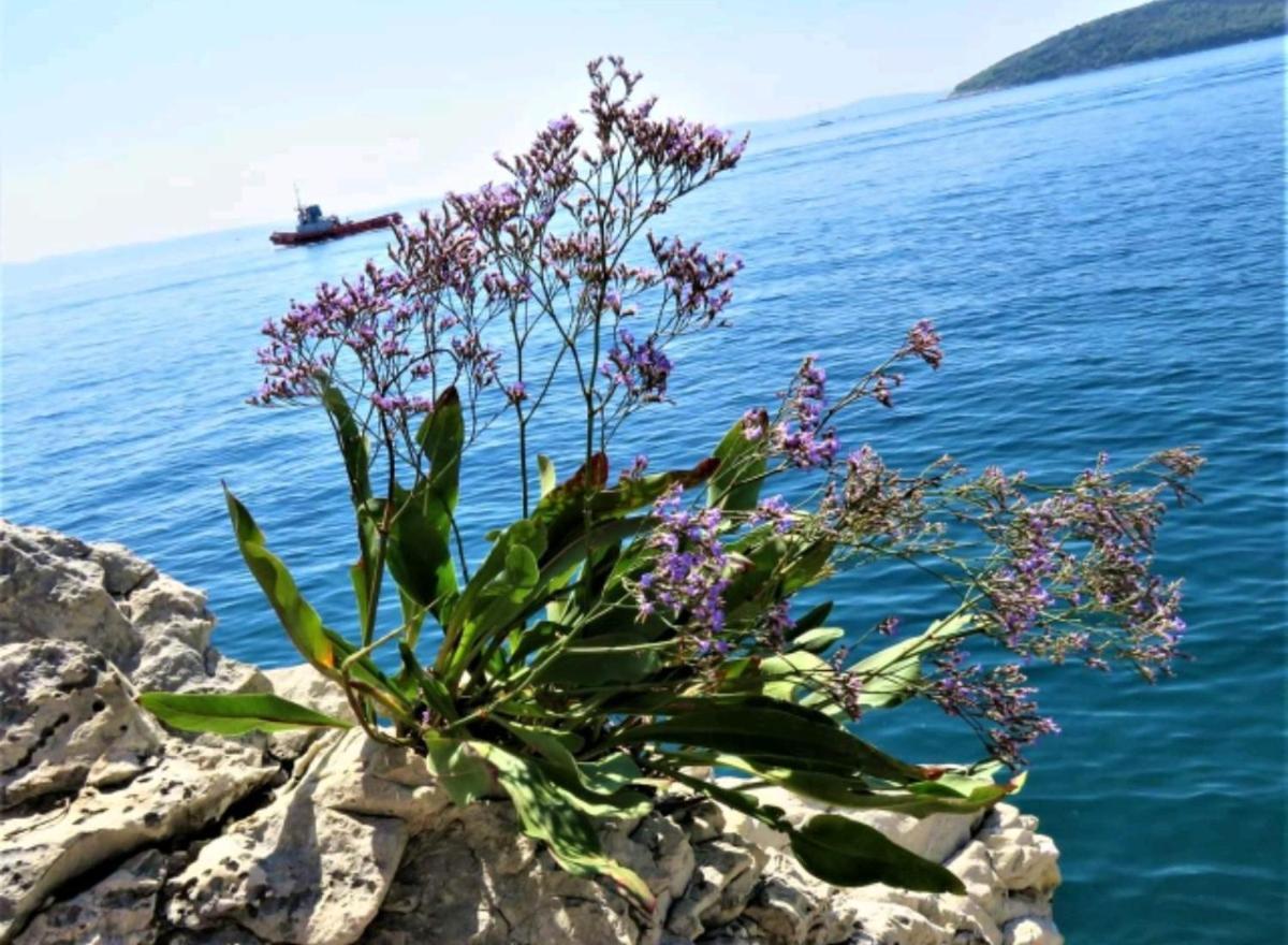 Apartment Vlatka Split Kültér fotó
